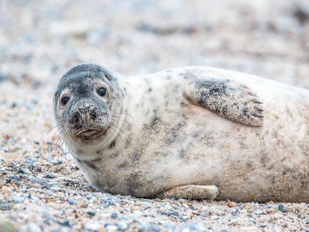 Seal spotted near North Yorkshire coast glamping location